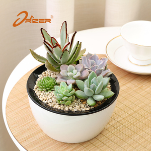 Alibaba chine usine prix maison & jardin arrosage auto succulent en plastique pot de fleur planteur - Product Image 2