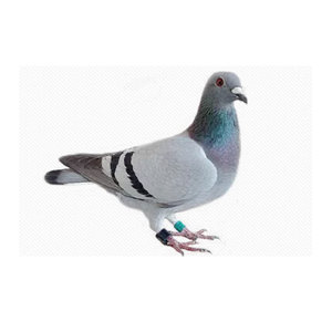 पक्षी/चिकन/कबूतर प्रजनन के लिए आरएफआईडी रंगीन पैर टैग पैर अंगूठी पोल्ट्री - Product Image 2