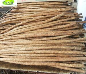 Raiz de bardana fresca chinesa - Product Image 2