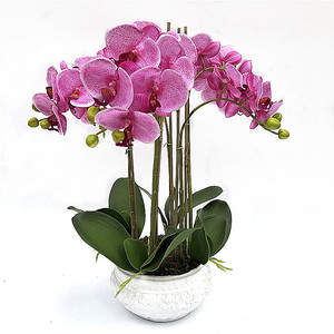 Nuovo vero tocco Phalaenopsis orchidea Bonsai orchidea artificiale con vaso vero tocco fiori vaso orchidea <span class=keywords><strong>per</strong></span> la decorazione - Product Image 1
