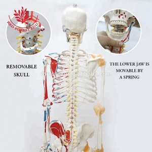 Modelo de <span class=keywords><strong>Esqueleto</strong></span> Médico de Tamaño Real con Inserciones <span class=keywords><strong>y</strong></span> Orígenes Musculares de la Columna Vertebral <span class=keywords><strong>y</strong></span> Ligamentos Flexibles, <span class=keywords><strong>Esqueleto</strong></span> Anatómico Humano - Product Image 3