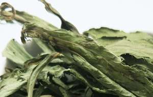 مُحلي طبيعي عضوي من تيان يي جو، أوراق ستيفيا مجففة كاملة، ريباوديانا ستيفيوسين، شاي أوراق الستيفيا - Product Image 5