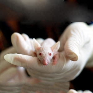 <span class=keywords><strong>Puce</strong></span> injectable 1.4x8mm RFID tag micropuce animal id seringue pour chien oiseaux <span class=keywords><strong>chat</strong></span> pet fish tracker - Product Image 5