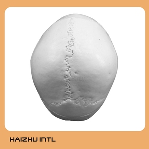 Mô Hình Sọ Giải Phẫu Y Tế Người - Product Image 4