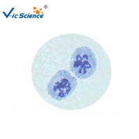 Microscope Prepared Slides Plant and Animal Cell in Different Stage of Meiotic Cell Division Slides