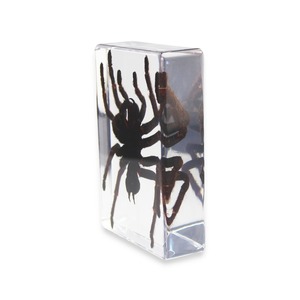 Insectos en Resina, Espécimen Real de Araña Tarántula para Pisapapeles - Product Image 4