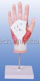 Modelo <span class=keywords><strong>de</strong></span> <span class=keywords><strong>Mano</strong></span> <span class=keywords><strong>de</strong></span> Anatomía Regional <span class=keywords><strong>de</strong></span> los Músculos, 4 Partes - Product Image 4