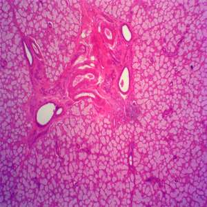 전문 실험실 화학 조직학 준비 슬라이드 microslides 7112 현미경 슬라이드 CE 인증서 - Product Image 5