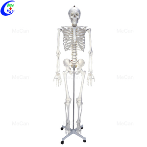 <span class=keywords><strong>Squelette</strong></span> d'anatomie artificielle grandeur nature de 180cm - Product Image 4