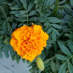 Jin <span class=keywords><strong>Zhan</strong></span> Ju oragnic ดอกดาวเรืองแห้งทั้งดอกสำหรับชงชา - Product Image 5