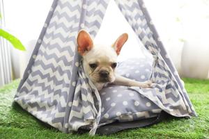Tenda Teepee per Animali Domestici a Cinque Pali, Prezzo di Fabbrica, Vendita all'Ingrosso - Product Image 4