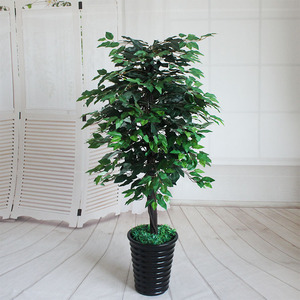 Oficina de Planta de la Casa en la Plaza de Milano Brillo Higo Llorón Ficus benjamina - Product Image 1