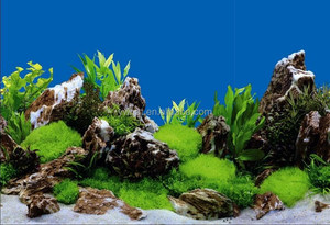 貝殻 サンゴ 海水族館 アクセサリー ワールドアクアリウム 背景 アクアリウム絵画 絵画 - Product Image 5