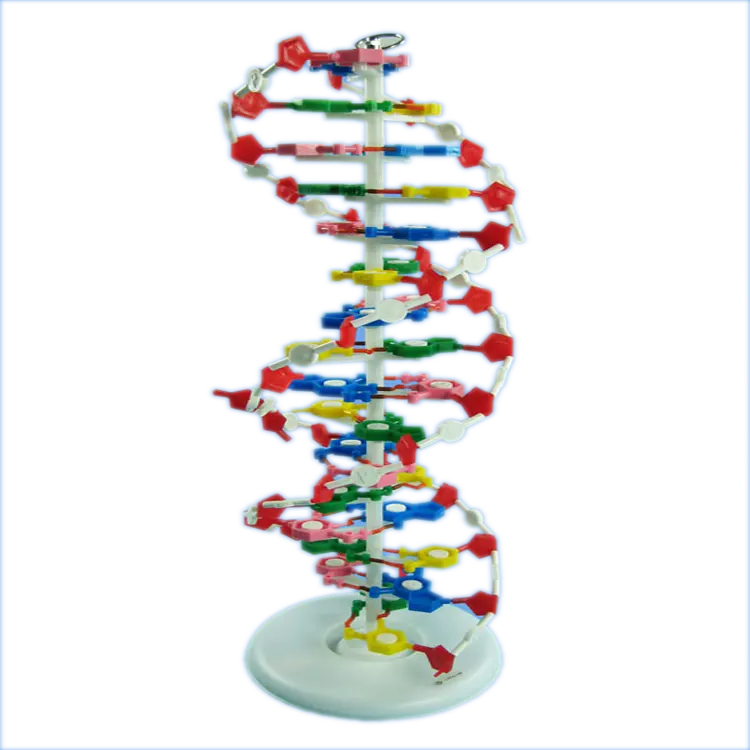 Di alta qualità sussidi didattici umani DNA a doppia elica modello