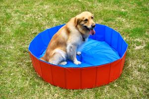 Portatile Pieghevole Del Cane Vasca da bagno Pet Dog Nuoto <span class=keywords><strong>Piscina</strong></span> di Plastica Estate Pet Pulizia & Grooming Prodotti per <span class=keywords><strong>Cani</strong></span> Prodotti Da Bagno Per - Product Image 3