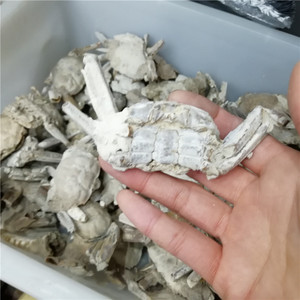 Wholesale Natural <strong>Crab</strong> <strong>Fossils</strong> Rough Mineral Stone Crystal Specimen - Product Image 1