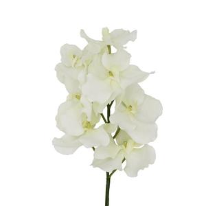 Lễ Hội Bán Chạy Cây Hoa Phong Lan Với Chất Lượng Cao - Product Image 3