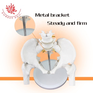 Model Pelvis Ukuran Hidup Sumber Daya Pengajaran Mencakup Dua Bagian Model Anatomi Manusia Plastik Kepala Lumbar dan Femur - Product Image 3