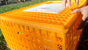 Prix promotionnel grands paniers de rotation de volaille PP durables et plus solides, boîtes de transport, cages de transport, etc. - Product Image 3