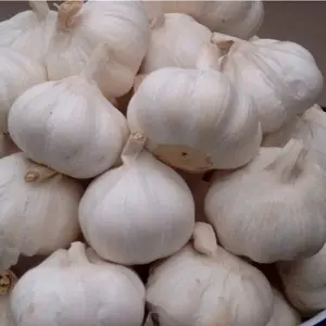 Cooking essential Vegetable Fresh Chinese Garlic