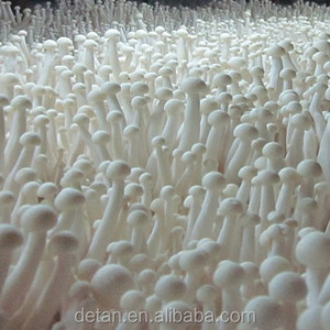 Detan Haixian Spawn/Journaux Champignon Graines - Product Image 2