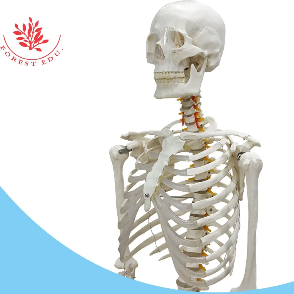 FRT001 Menschliches Skelett Modell 180cm Anatomie White Base Spin und Staubs chutz Big Skeleton Model