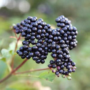 Polvo de Aristotelia Chilensis 100% Natural de Grado Alimenticio GMP de Alta Calidad, Extracto de <span class=keywords><strong>Maqui</strong></span> Berry Soluble en Agua, Envasado al Vacío en Tambor - Product Image 3