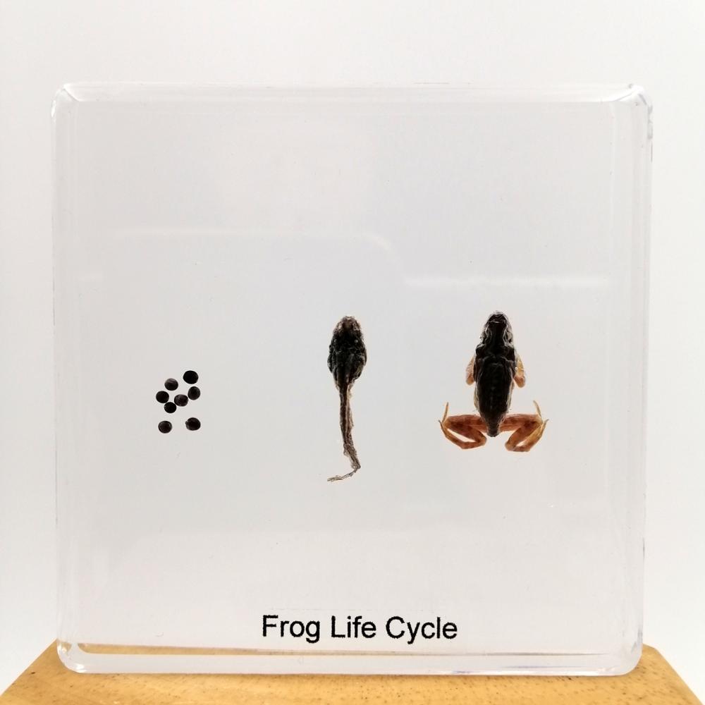Яйцо в виде лягушки с жизненным циклом, 75*75*9 мм, акриловые образцы, обучающие игрушки