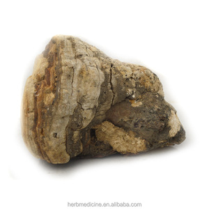 Hongo Entero Seco a la Venta, Fomitopsis Officinalis Natural - Product Image 4