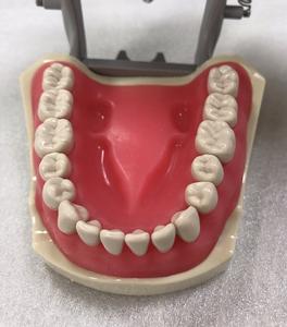 Modello Dentale con Supporto per Studio Medico, 32 Denti Rimovibili, Tipo Odontoiatrico - Product Image 5