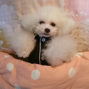 Heyri Piaraan 2022 Piyama Anjing Piaraan Penjualan Laris Di Korea Eropa Amerika Harian Tidur Lembut Katun Nyaman Pakaian Piama Anjing Piaraan - Product Image 4