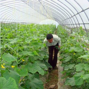 <span class=keywords><strong>Serre</strong></span> agricole en silicone Tunnel, l'intérieur - Product Image 1