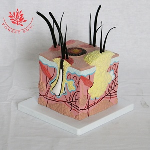 برغوث كبير على جلد الكلب نموذج تشريحي - Product Image 2