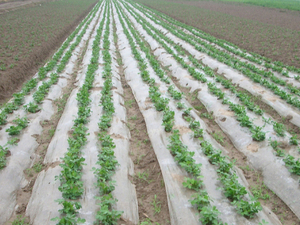 Spunbond película de agricultura biodegradável, agricultura uso de tecido - Product Image 4