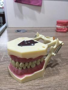 Modello Standard di Denti Permanenti Sostituibili 32 Pezzi Modello di Denti Frasaco <span class=keywords><strong>AG3</strong></span> - Product Image 2