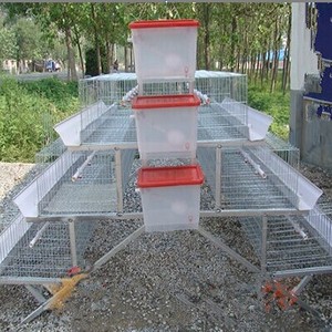 precios de jaulas para gallinas <span class=keywords><strong>ponedoras</strong></span> ( agente en México) - Product Image 5