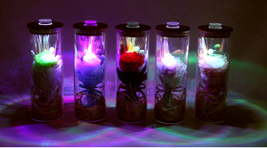 Botella de los deseos Led, arcoíris preservados, rosas eternas en cúpula de cristal para regalos del Día del Padre, venta al por mayor - Product Image 3