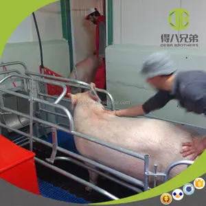 หมูอุปกรณ์การเกษตร Farrowing ลังสำหรับขาย