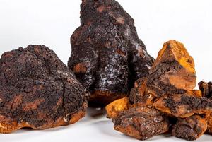 Hongo <span class=keywords><strong>Chaga</strong></span> Entero Seco Natural, Hongo Cinder Conk de Abedul, Proveniente de Bosques Silvestres - Product Image 6