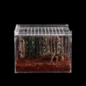 Terrario in Plexiglass per Rettili, Gabbia in Acrilico per Ragni, Lucertole, Gechi e <span class=keywords><strong>Serpenti</strong></span> - Product Image 1