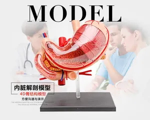 HM-BD-024 高品质塑料 4D 胃模型