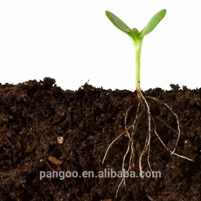 Aumento della pianta resa utilizzando terreno microbi benefici