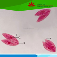 Fixed 50 Kinds Medical Teaching Resource Microbiology Bacterial Educational Slides