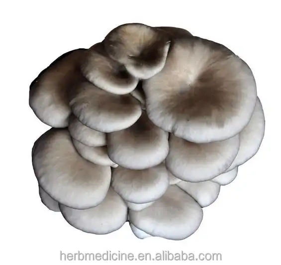 Trockener Austern pilz von Pleurotus Ostreatus Jacq Fr Kummer Bio lebensmittel