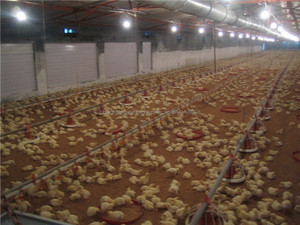 Construcción <span class=keywords><strong>de</strong></span> la estructura <span class=keywords><strong>de</strong></span> acero ligero para la granja <span class=keywords><strong>de</strong></span> pollo gallinero con equipos - Product Image 4