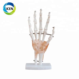 ข้อต่อหัวเข่าสำหรับร่างกายมนุษย์ทำจาก <span class=keywords><strong>PVC</strong></span> ขนาดเท่า104 - Product Image 6