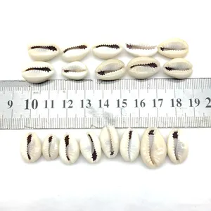 Hot Vender Natural Cowrie Concha Do Mar Contas Fatia Nenhum Buraco Solta no Pacote Para A Tomada de DIY Jóias Acessório 15-18mm