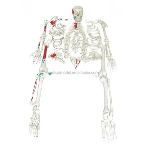 用彩绘肌肉去除人体骨骼解剖模型