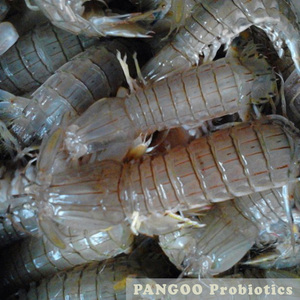 Mangeoire à base de crevette pour la culture de crevette, plantes naturelles, pour fabriquer la carpe harden, penaus vannwei, mantis de crevettes (multiplexes) - Product Image 6
