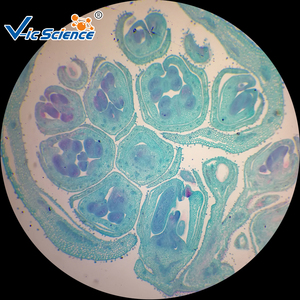 Microslide Zea Mays, Thân, T. S. Thực Vật Học Chuẩn Bị Kính Hiển Vi Slide - Product Image 4